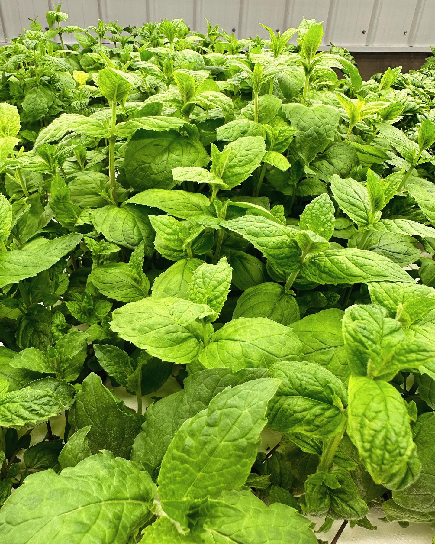 Mint