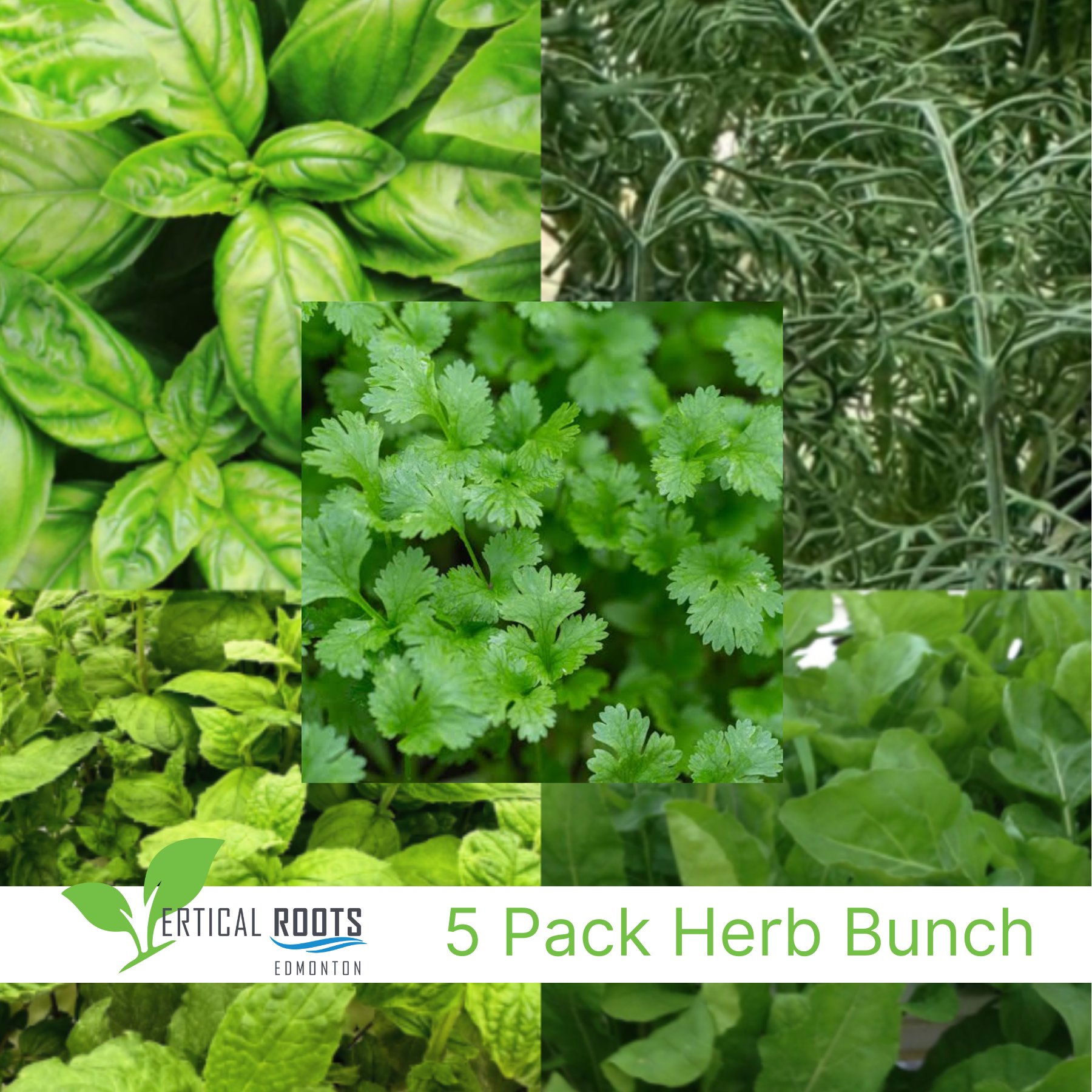 5 Pack Herb Bunch